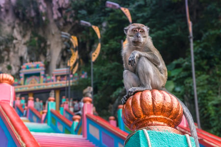 Apa vid Batu Caves i Kuala Lumpur
