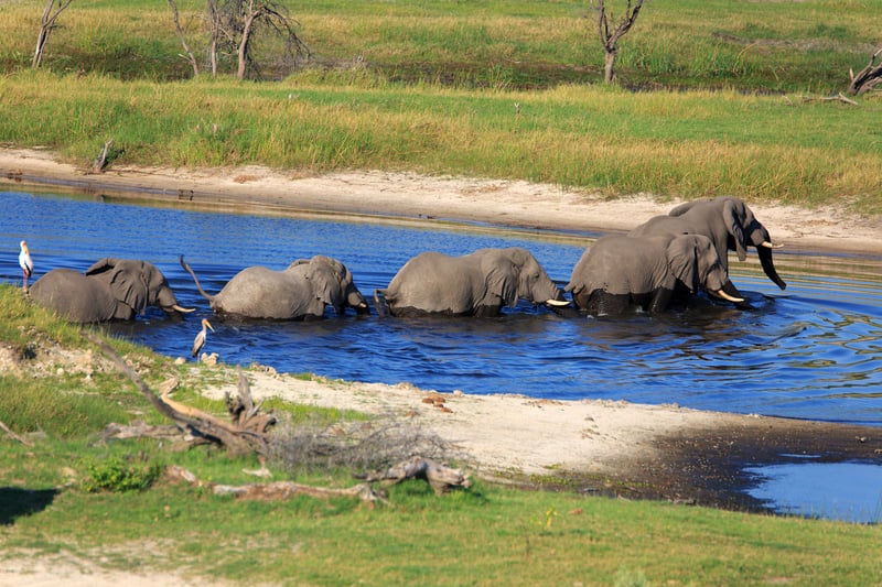 Elefanter korsar flod i Botswana
