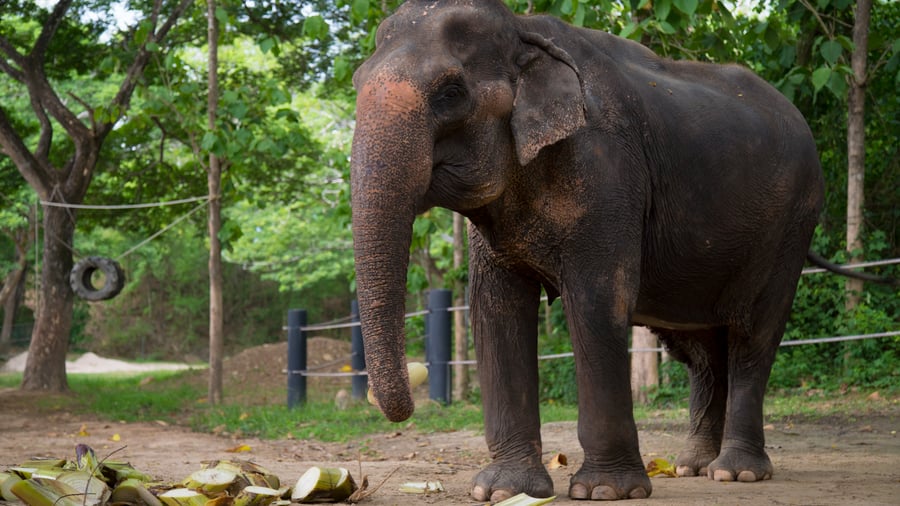 Volunteer with rescued elephants in Thailand