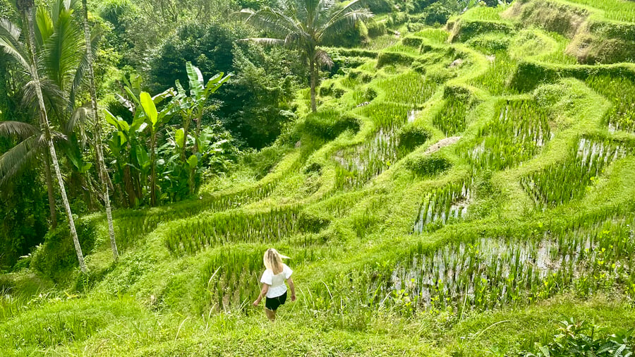 Rice fields in Ubud, Bali