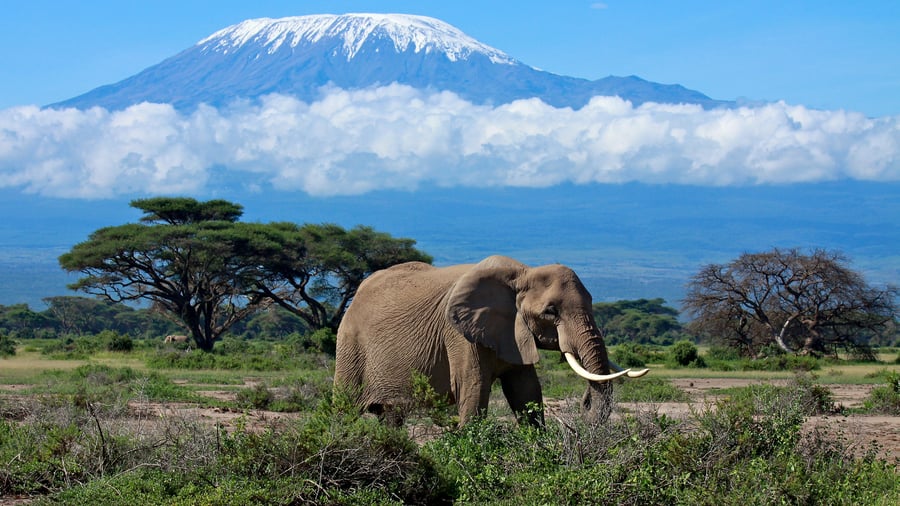 Se elefanter med Kilimanjaro i baggrunden