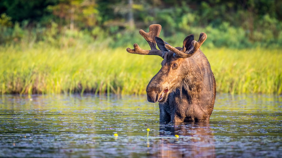 Se vilda älgar i Algonquin National Park