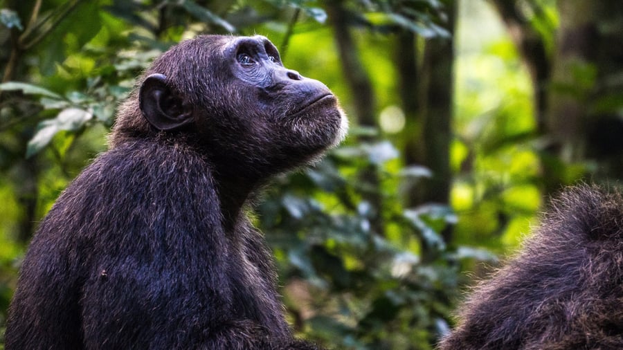 Chimpanser i Kibale National Park