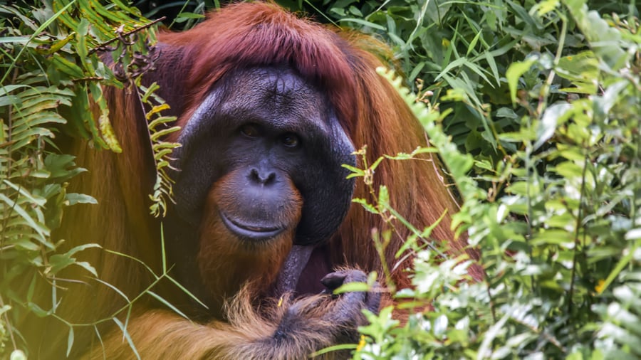 Se vilda orangutanger i naturen på Borneo