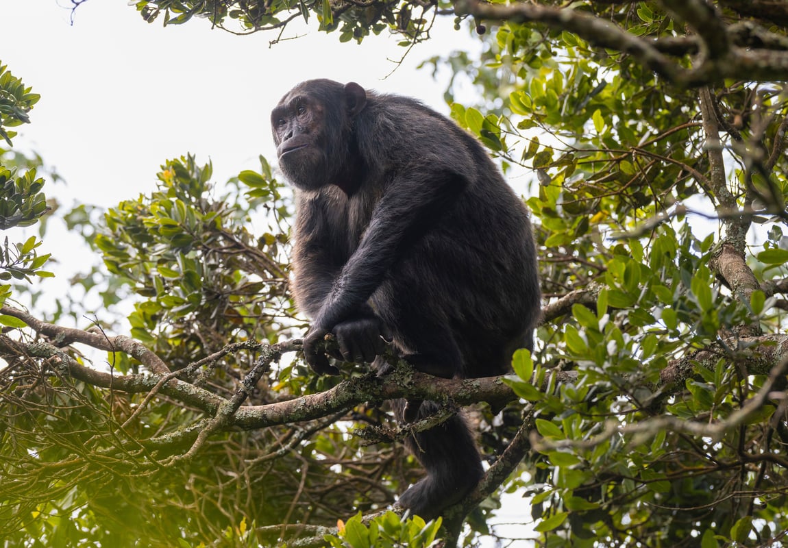 Chimpanse i Nyungwe Forest National Park