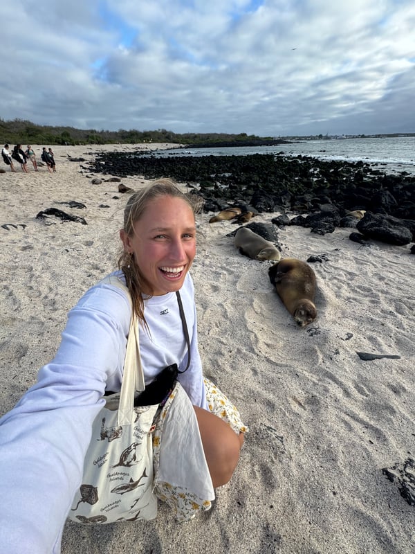 Sealions at the beach