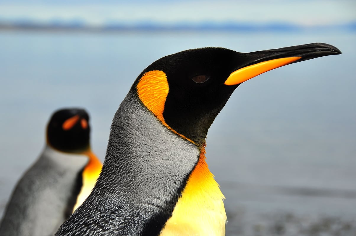 Kejserpingvin på Tierra del Fuego