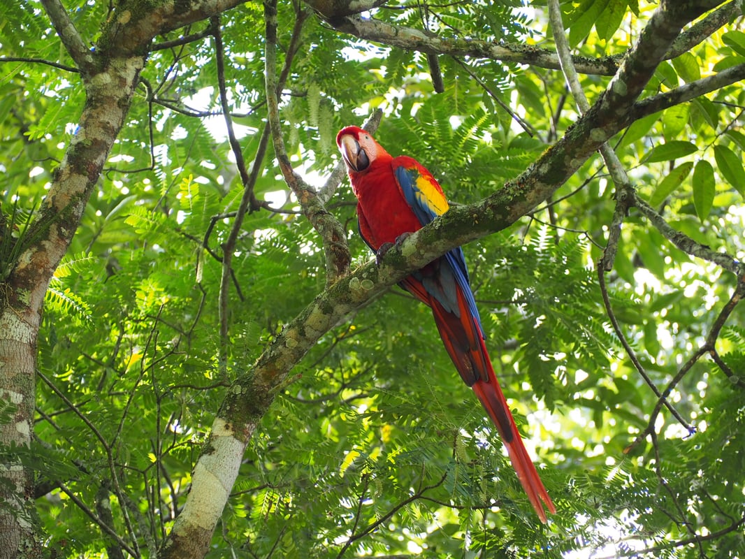 Colourful parrot 