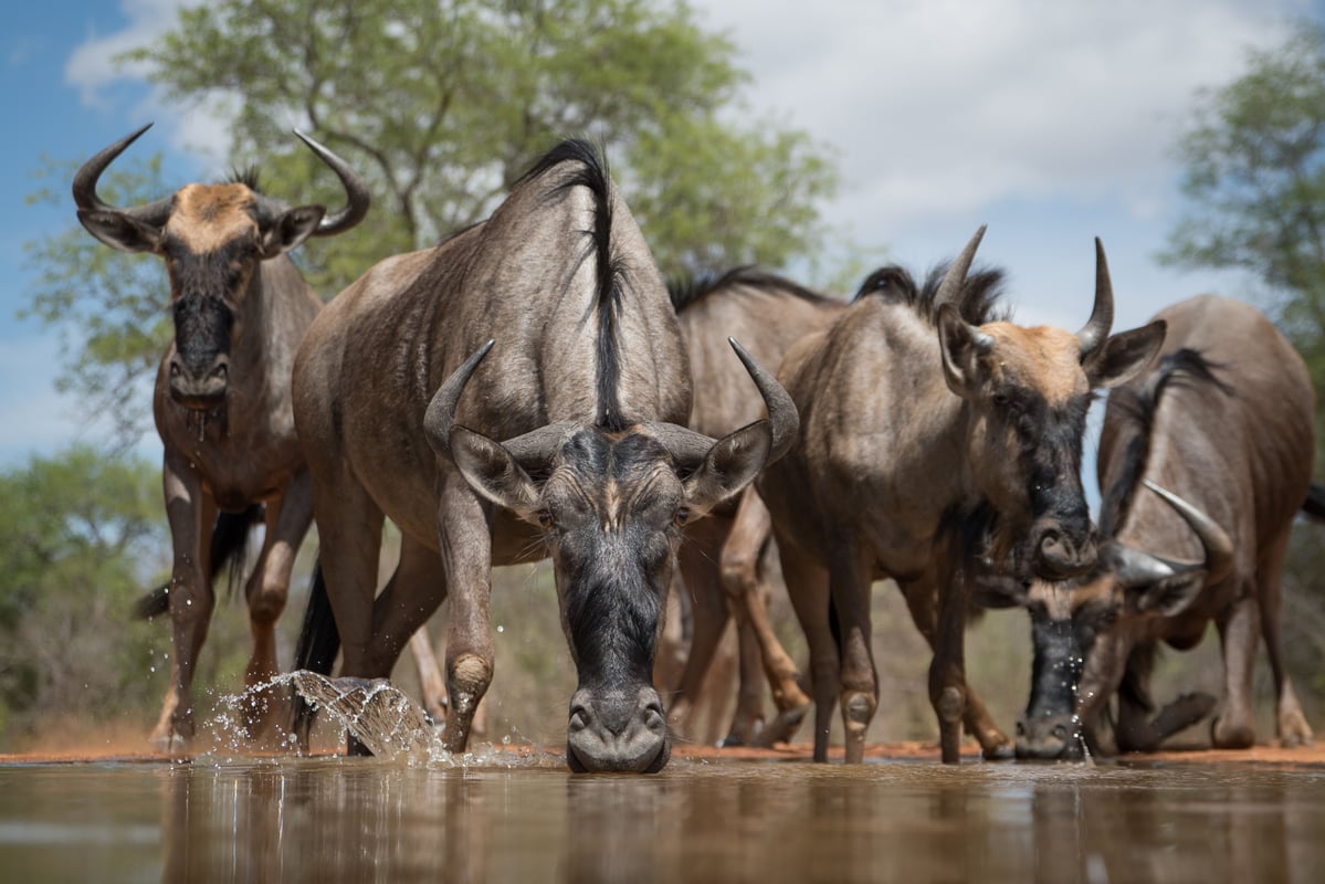 Gnuer i Karongwe Game Reserve