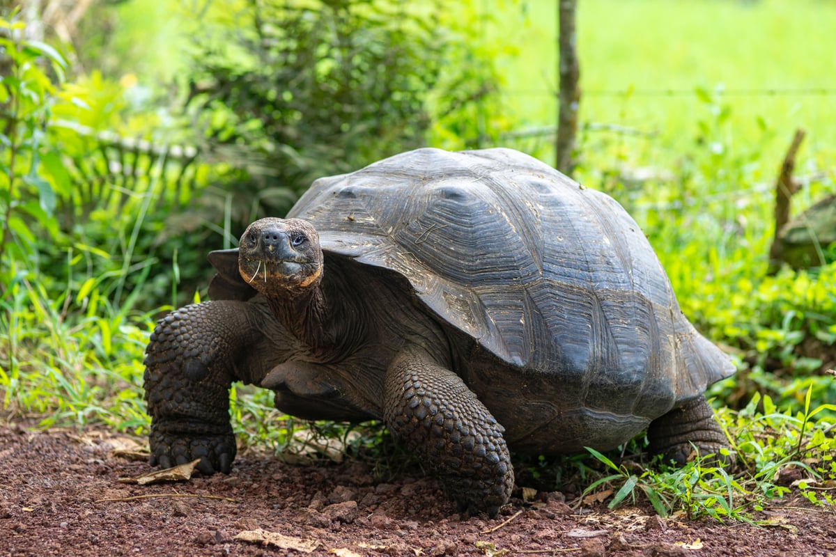 Galapagosskildpadde på Santa Cruz