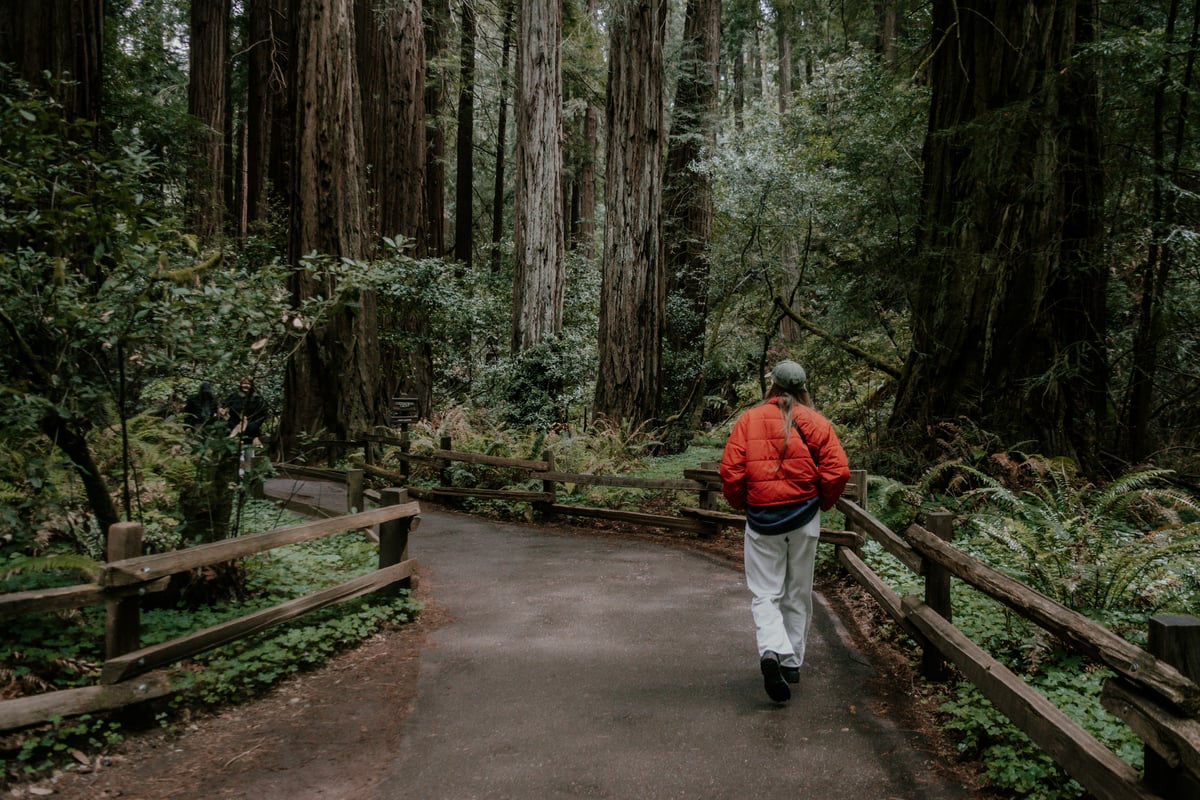 Forest in America