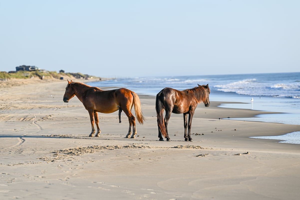 Wild mustangs on the beach