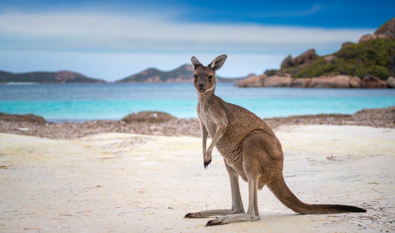 Kenguruer i Australias ville natur