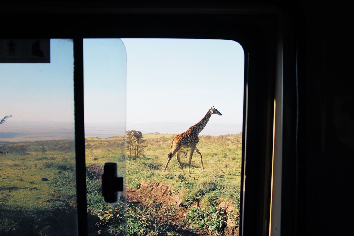Giraffe through window on safari