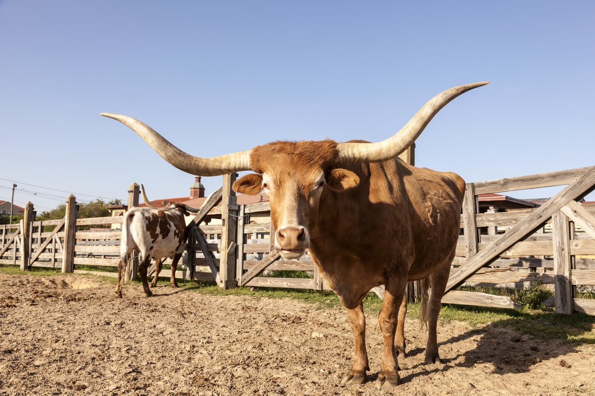 Texas Lognhorn kvæg