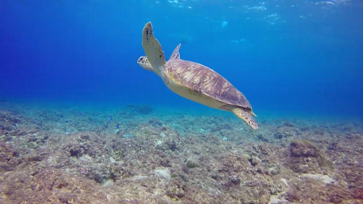 Simma med sköldpaddor på Perhentian Islands.