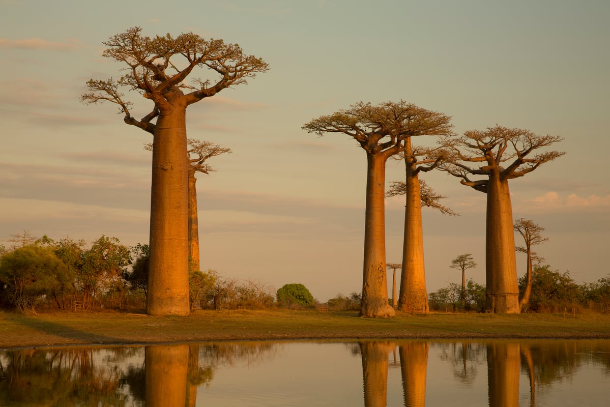 Baobab trees in sunset. Photo.