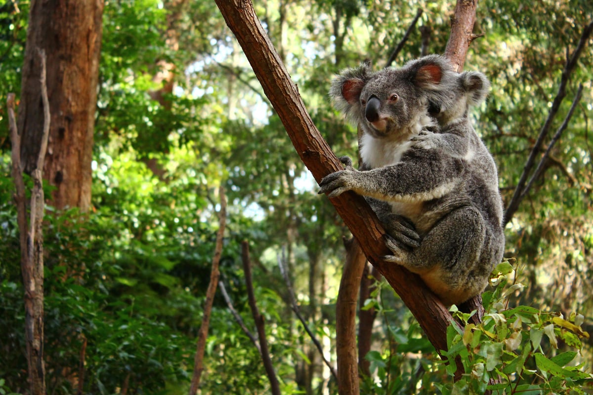 Koalaer lever langs Great Ocean Road ved Melbourne