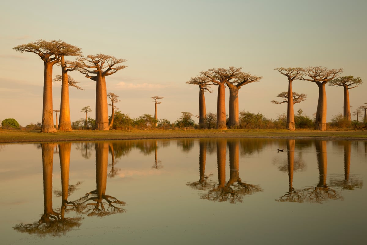 Baobab træer i Madagaskar