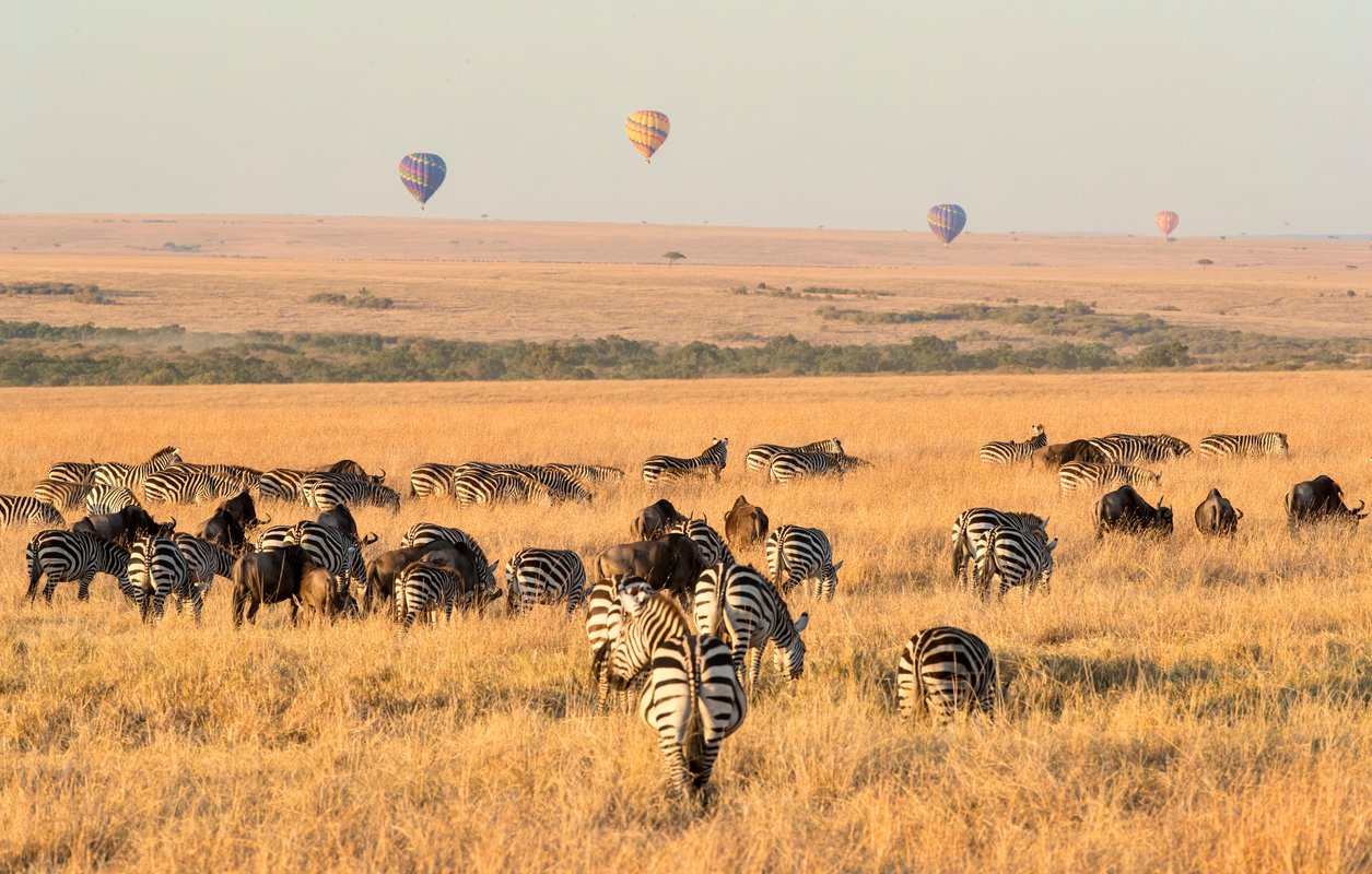 Zebraer og gnuer i Masai Mara