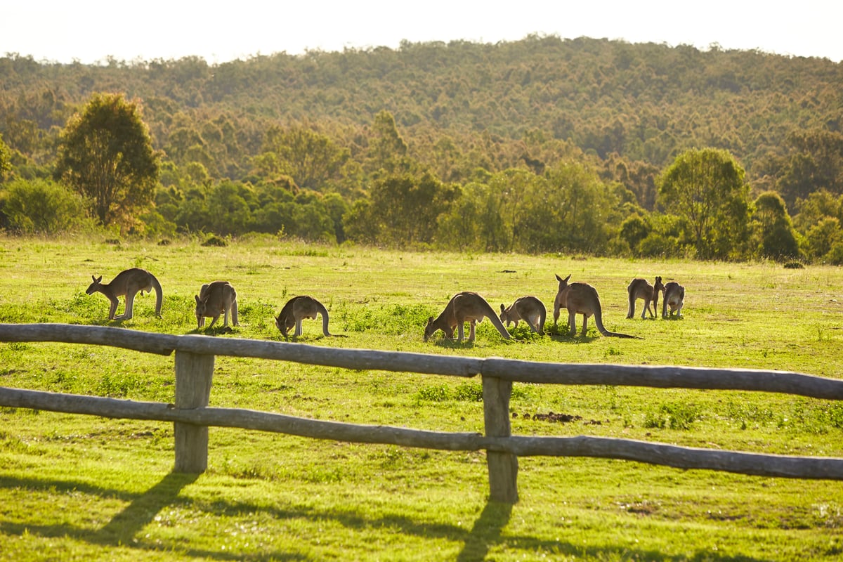 Vilde kænguruer ved Spicers Hidden Vale