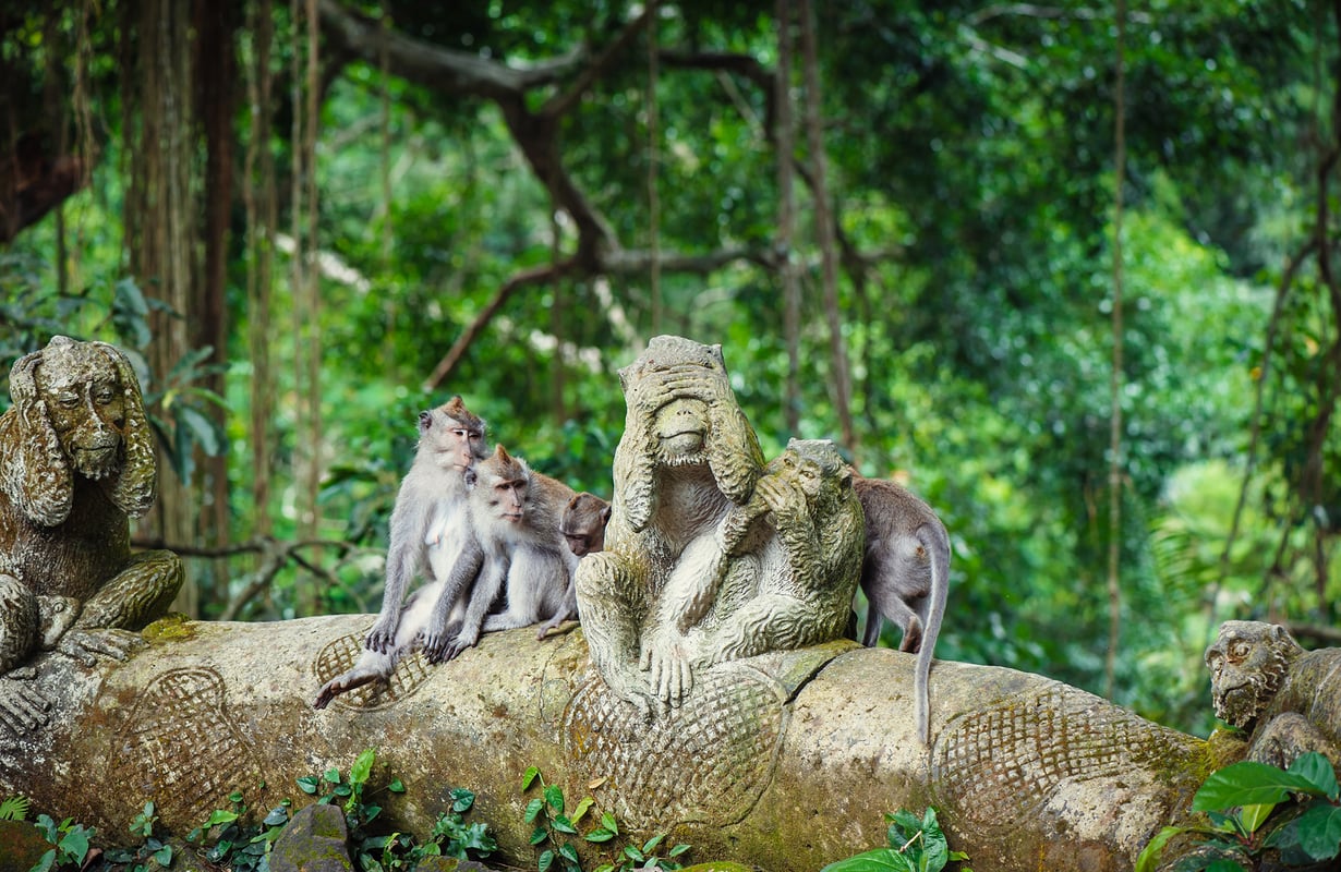 Monkey Forest Balilla