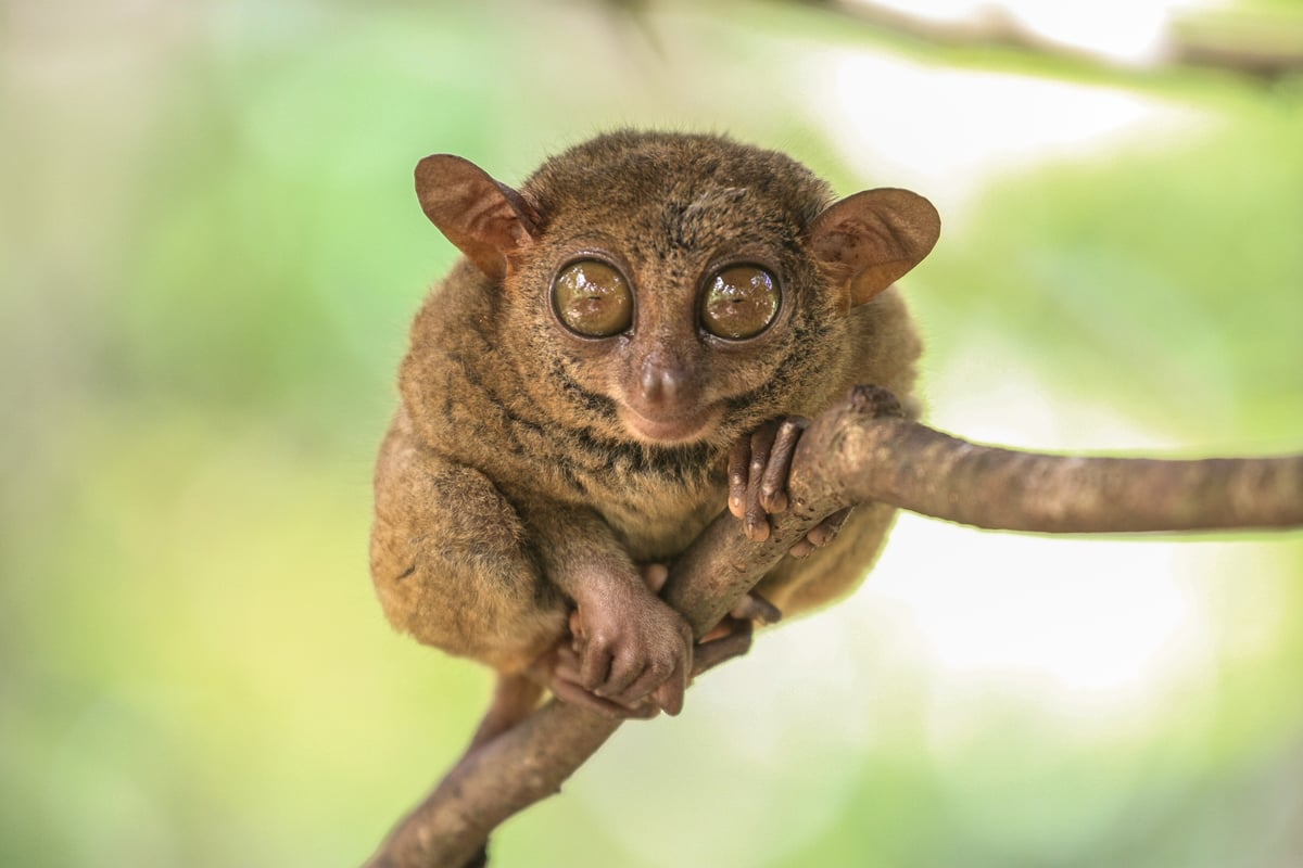 Tarsierabe på Bohol