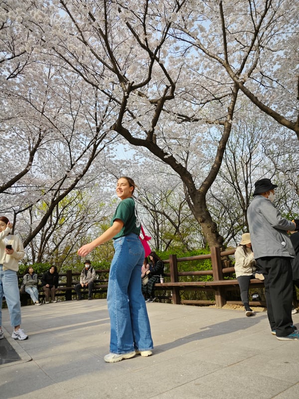 Cherry blossom season in Seoul