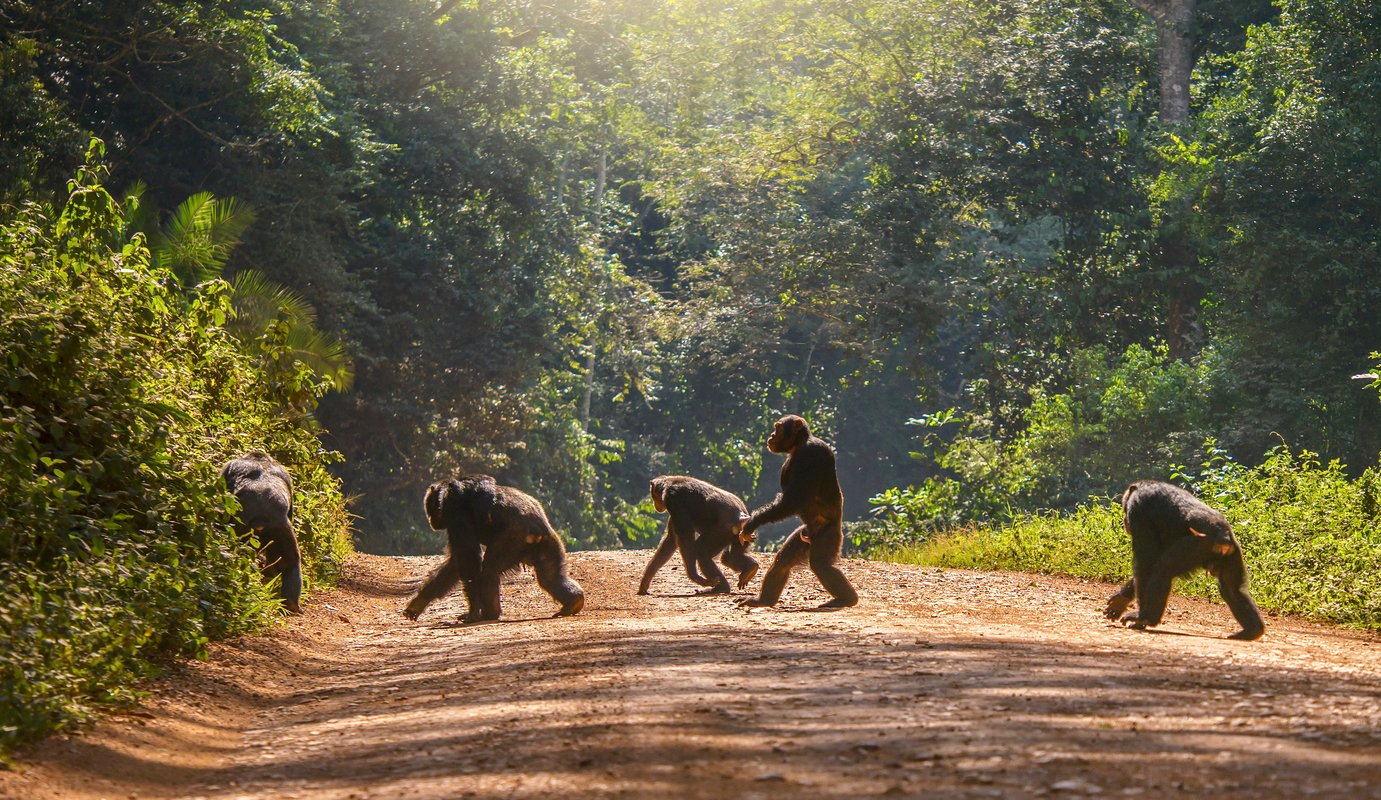Uganda är platen att se vilda gorillor på.