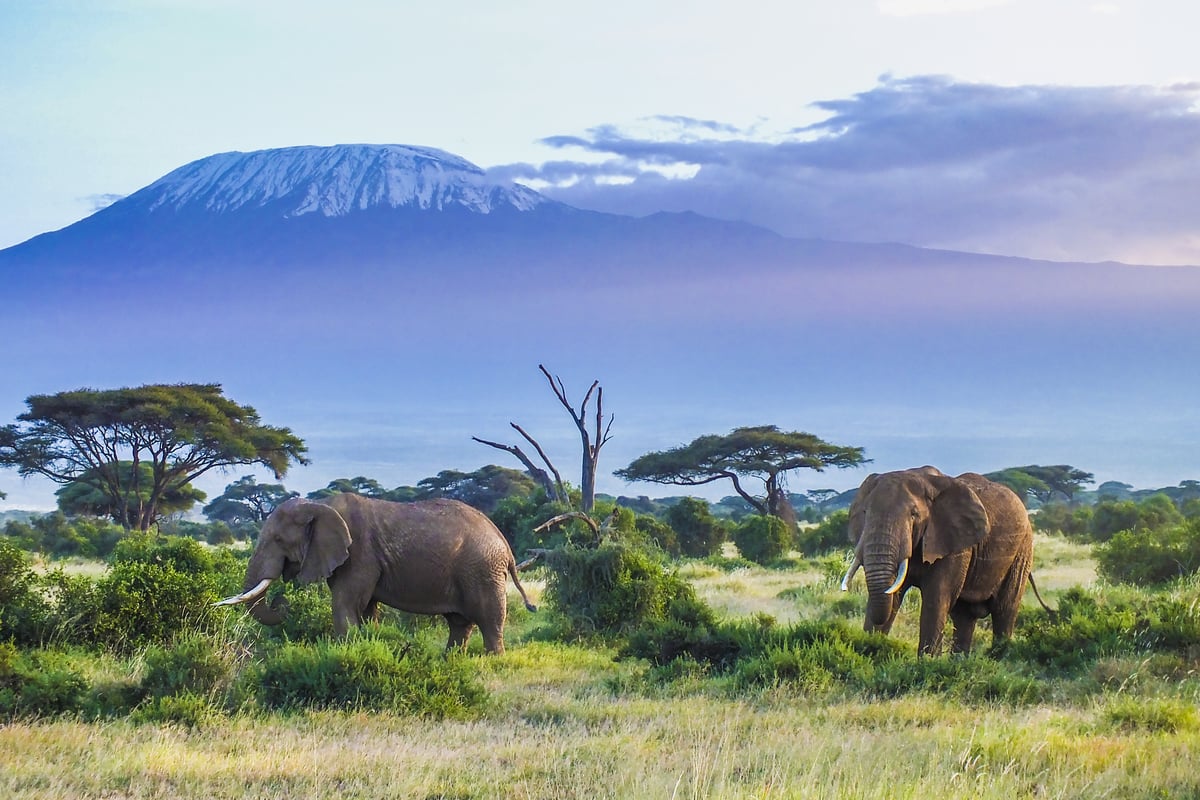Amboseli er kendt for udsigten til Kilimanjaro