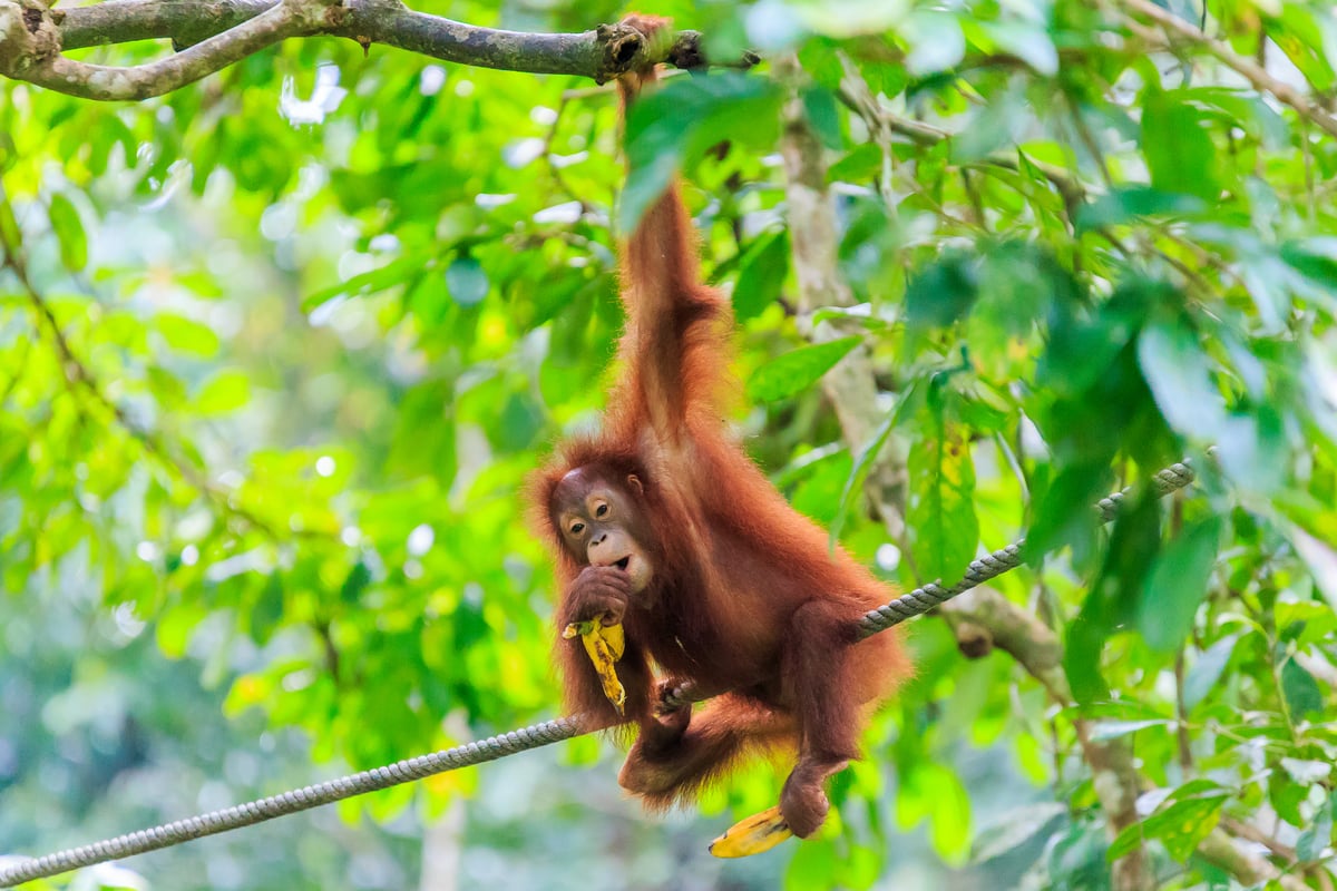 Vilda orangutanger finns här & på Borneo.