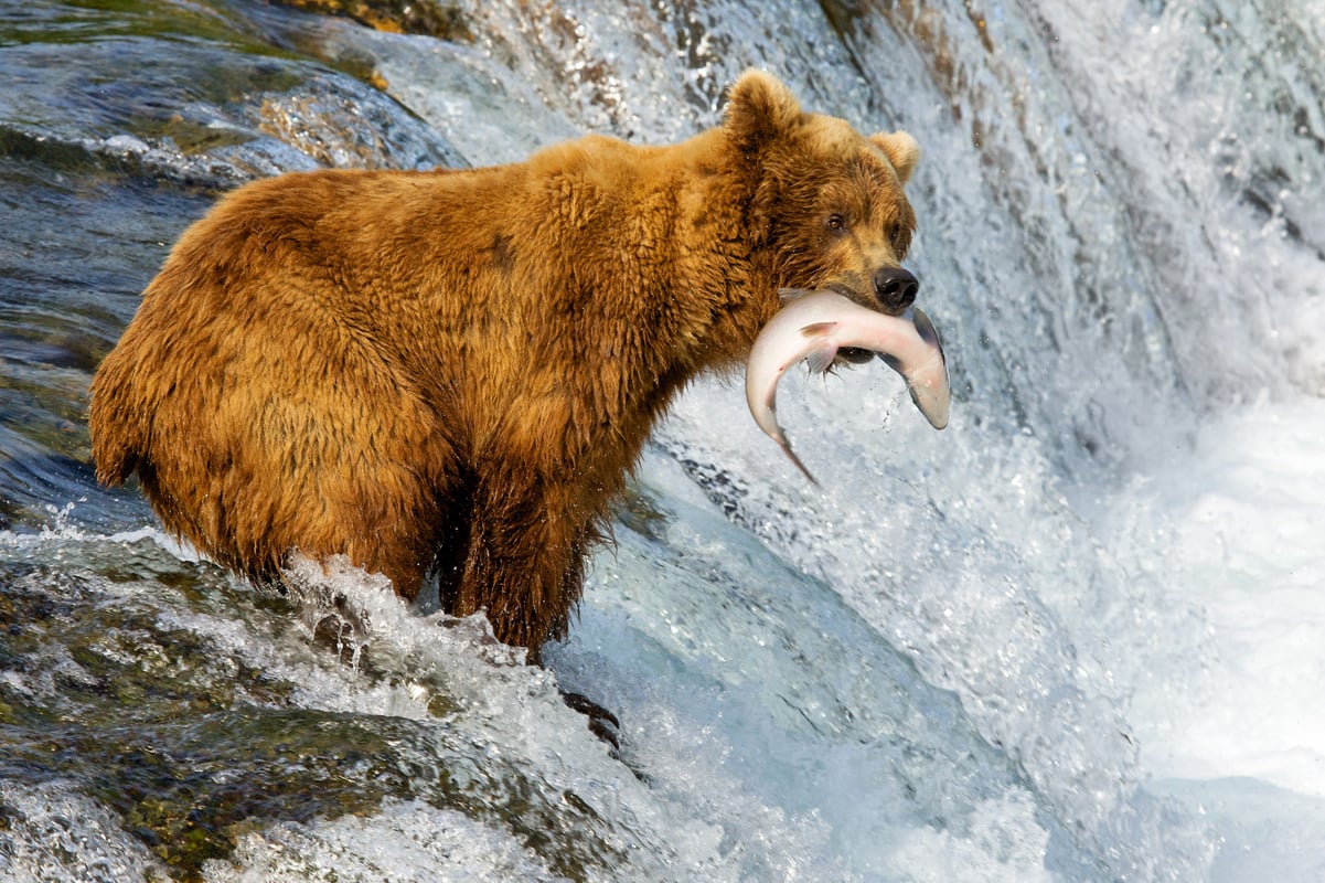 Brooks Falls, Katmai National Park, Alaska, USA