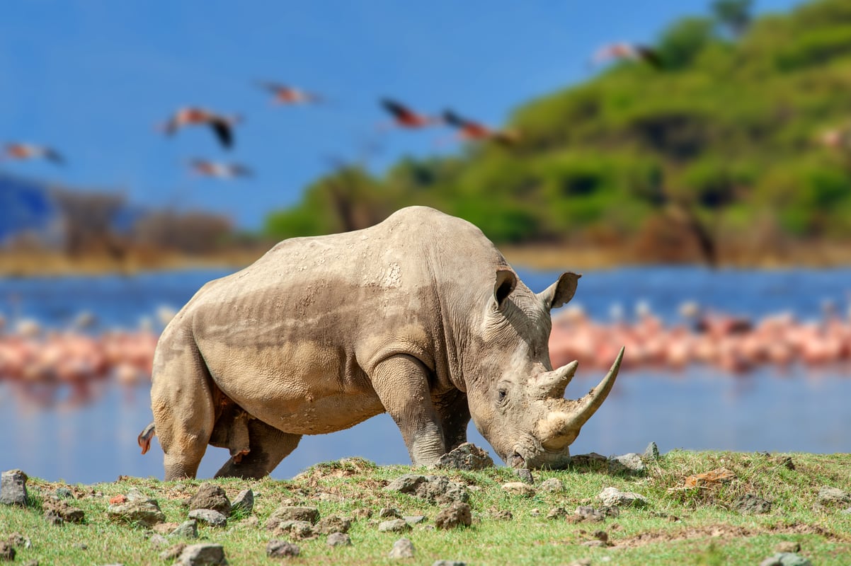 Næsehorn ved Lake Nakuru