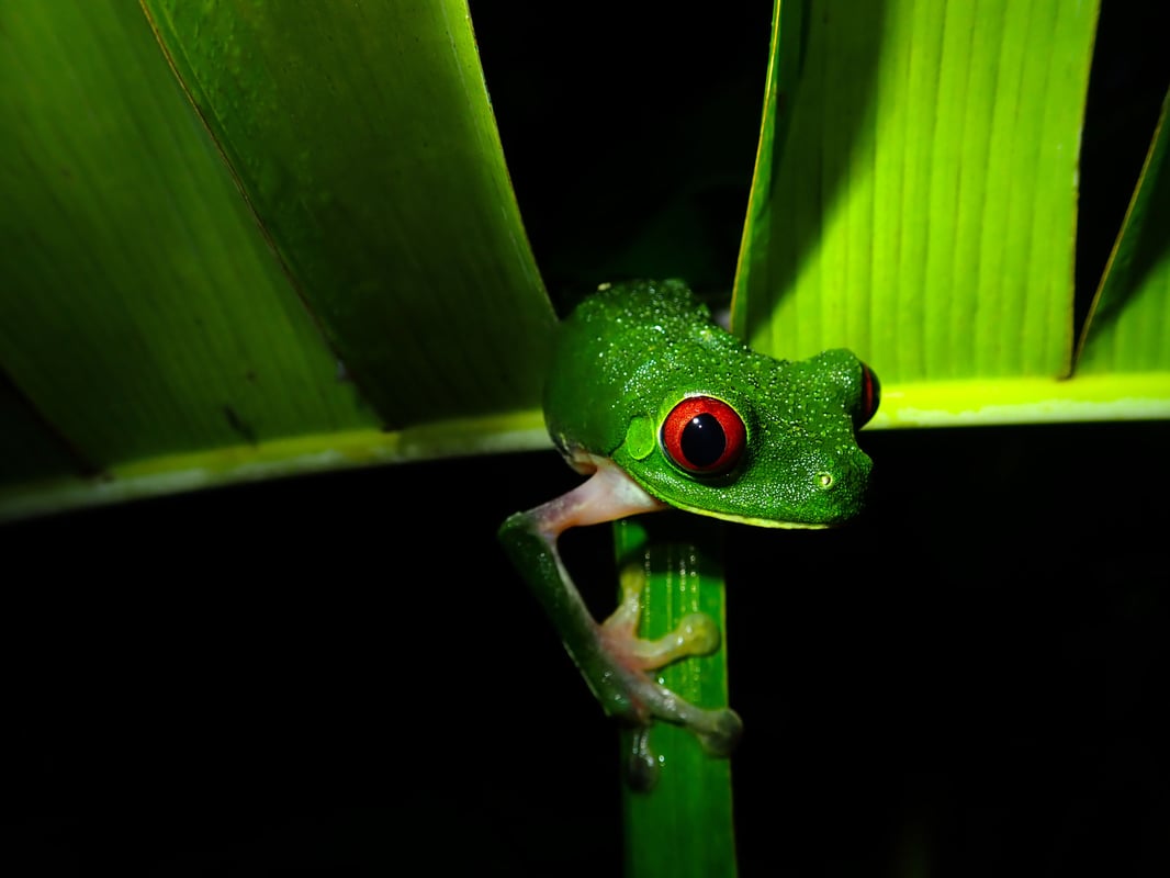 Rødøjet træfrø i Corcovado National Park