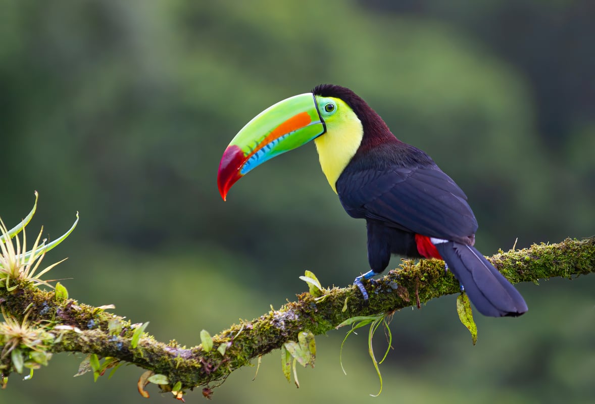 Tucan i Costa Ricas regnskove