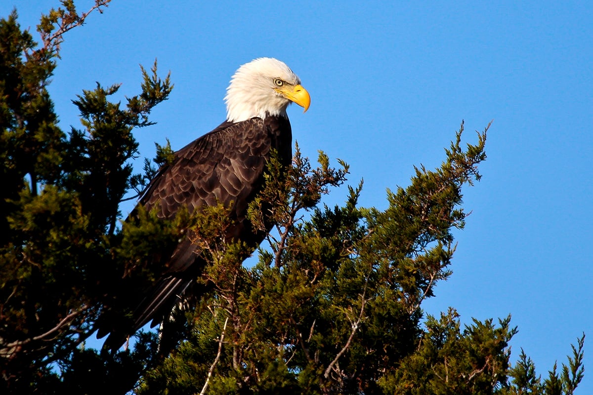 En Bald Eagle, USA's nationalfugl