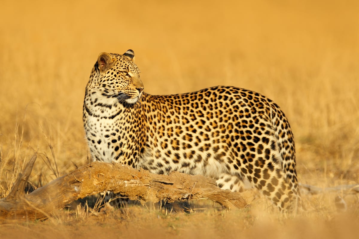 Leoparden – vildmarkens tysta jägare