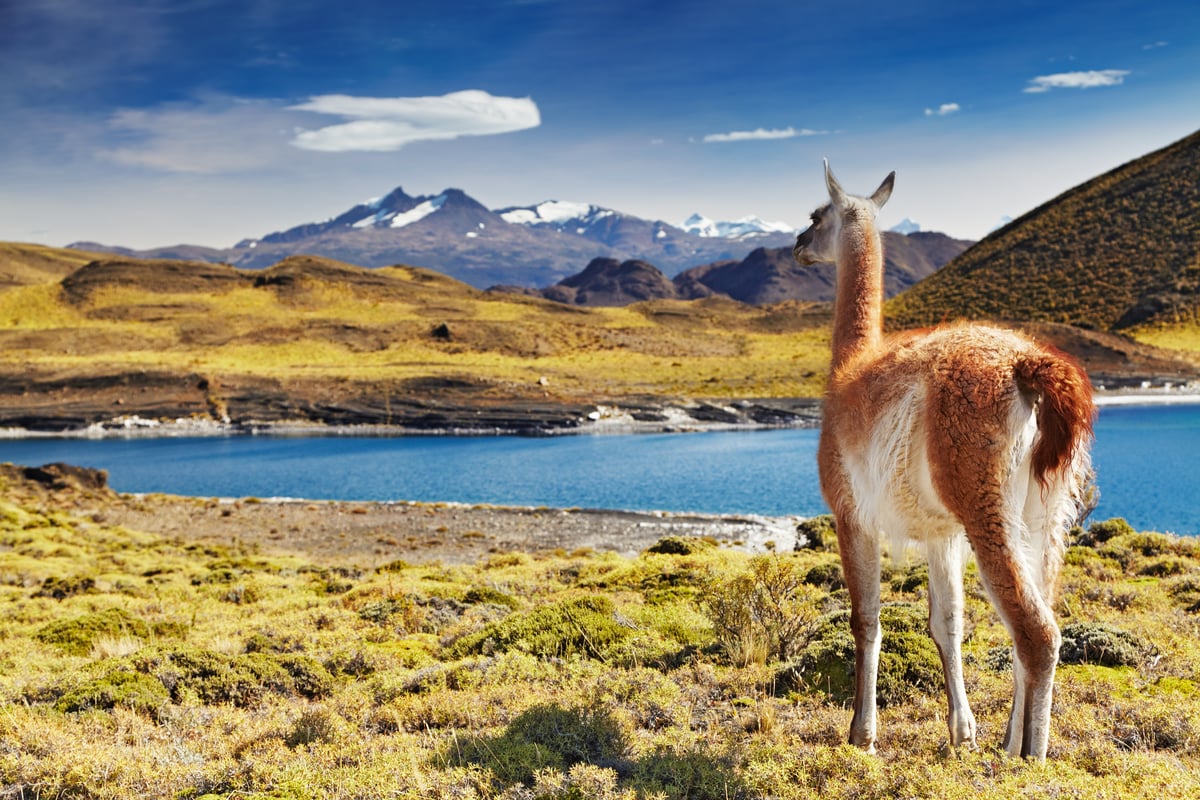 Torres del Paine National Park i Patagonien, Chile