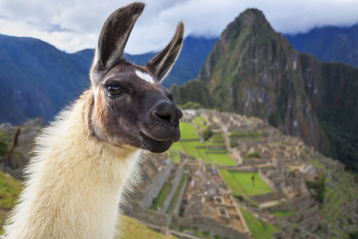 Lama foran Machu Picchu
