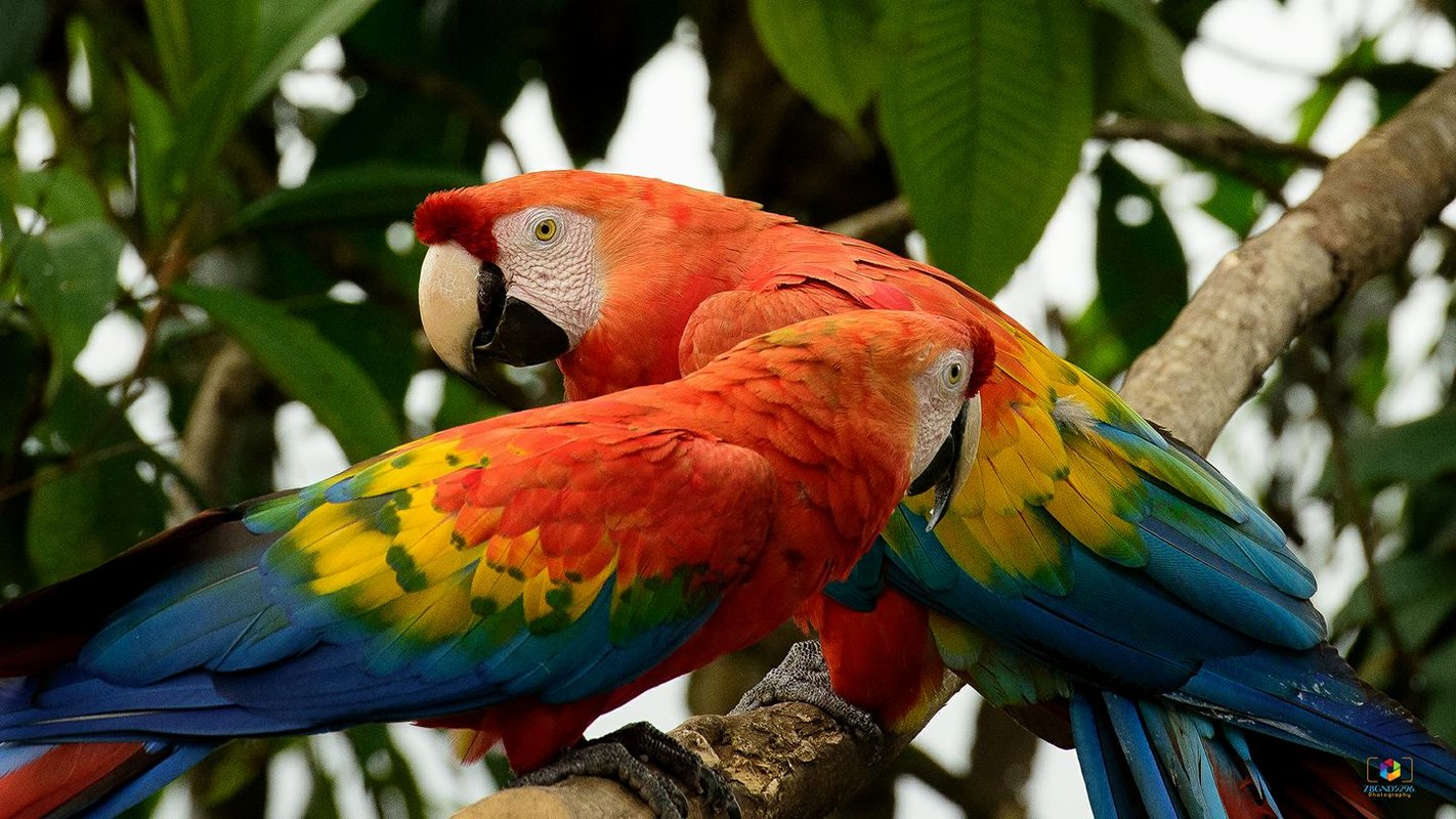 Wildlife in the Amazon