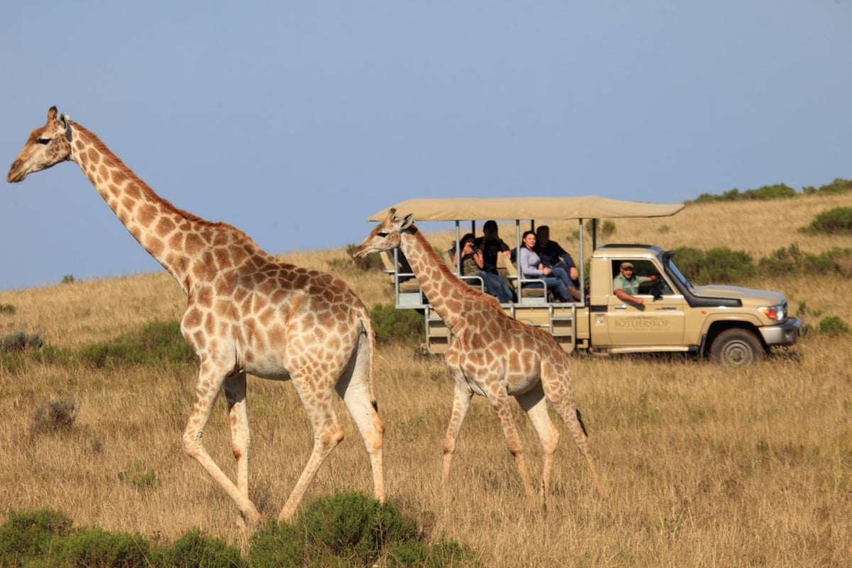 Safari i Krugerparken väntar. 