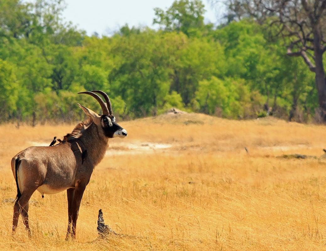 Sabelantilope i Hwange National Park i Zimbabwe