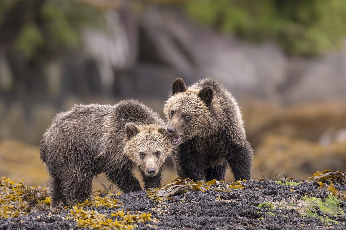 Sailcone's Grizzly Bear Lodge
