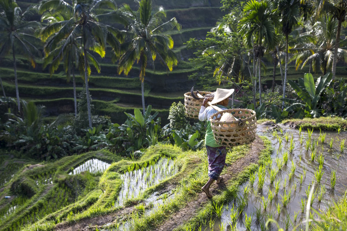 Rice fields in Indonesia