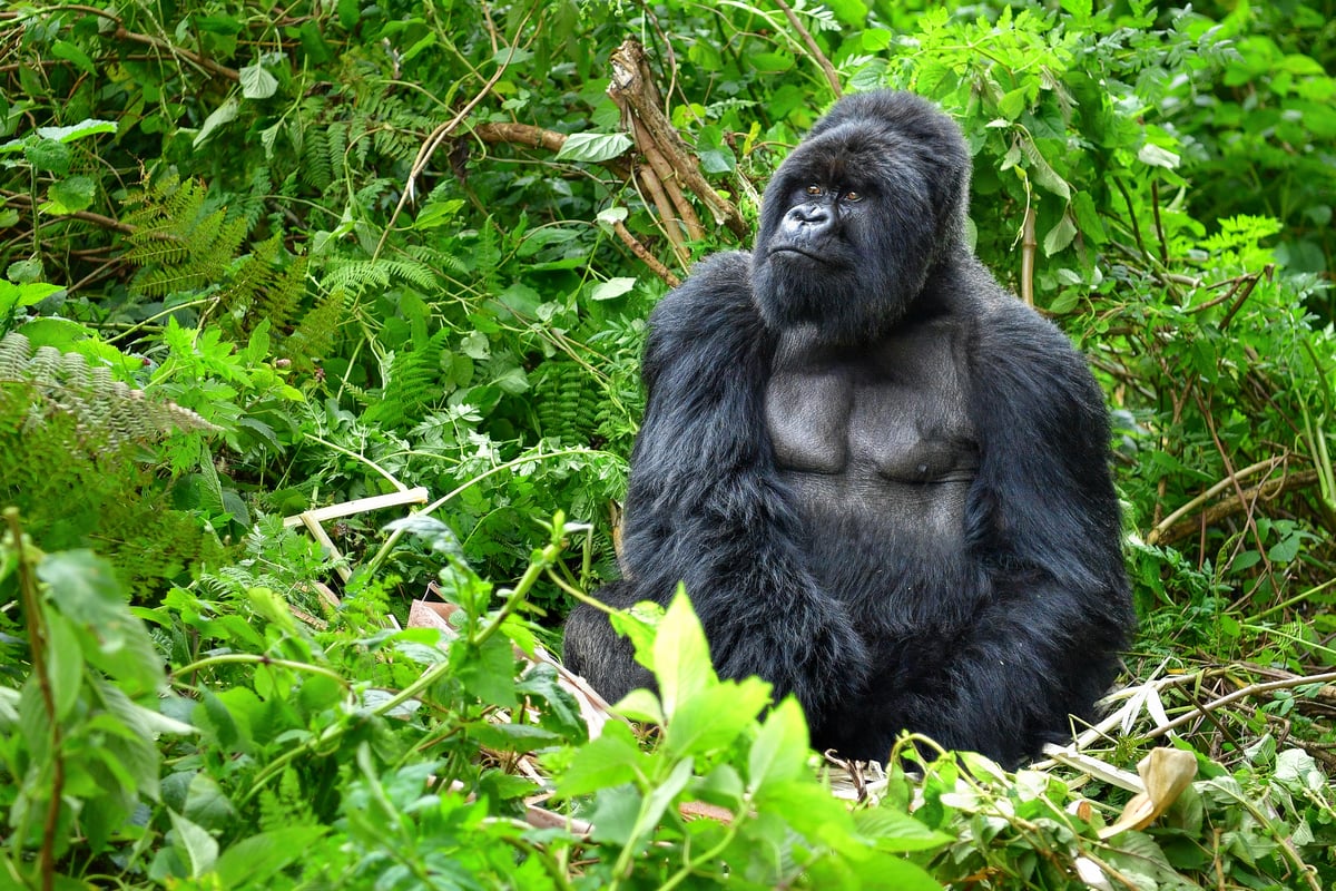 Bjerggorilla på grænsen mellem Uganda og Rwanda