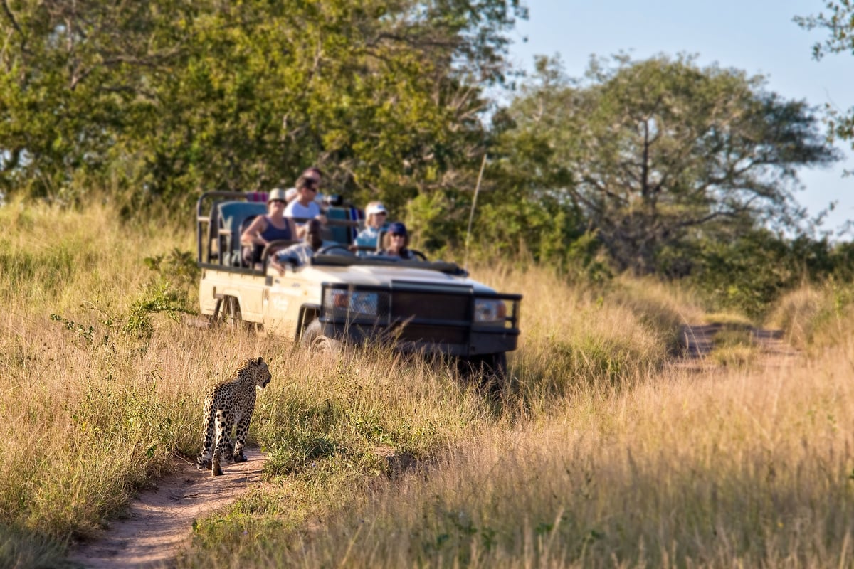 Oplev Afrikas vilde dyreliv på nært hold