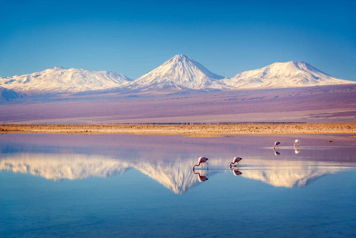 Snötäckta vulkaner och flamingos i Atacama