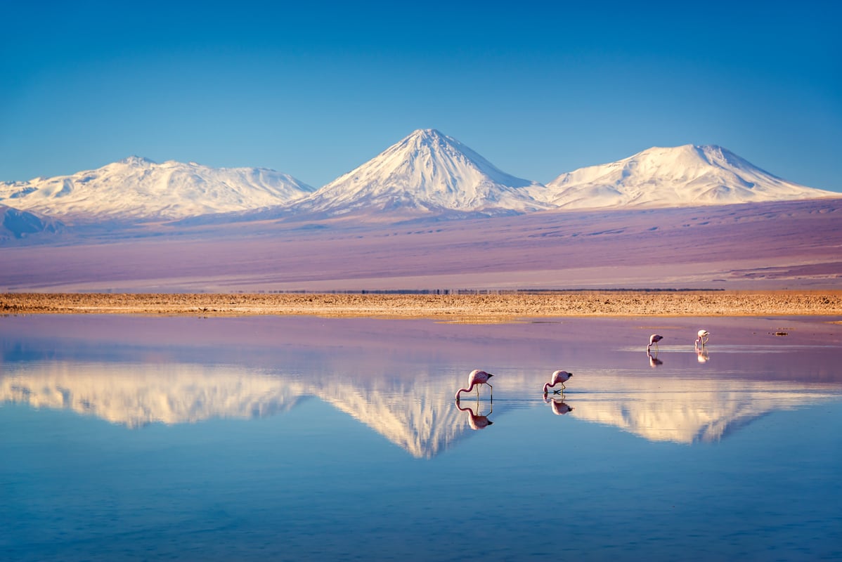 Sneklædte vulkaner og flamingoer i Atacama