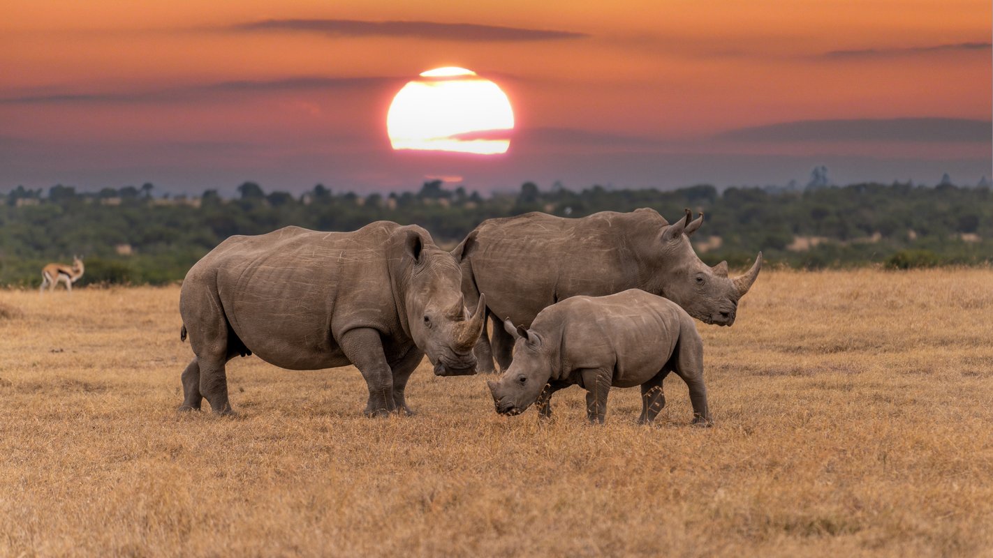 Safari in Kenya