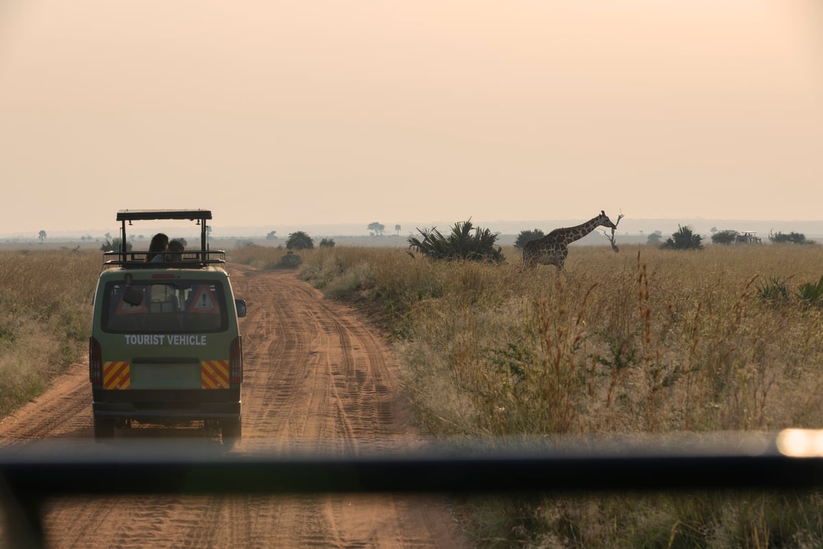 Safari genom Tanzanias nationalparker 